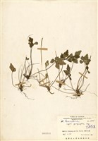 藏品(五葉黃連(臺灣黃連))的圖片